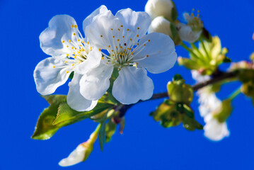 White flowers of a cherry blossom tree close up Spring twig branch beautiful green blue Background Macro soft airy blurred sunset backlight copy space