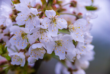 White flowers of a cherry blossom tree close up Spring twig branch beautiful green blue Background Macro soft airy blurred sunset backlight copy space