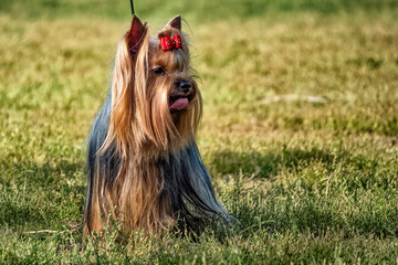 Yorkshire terrier is being displayed at dog show.