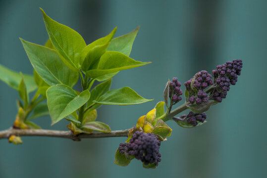 Syringa vulgaris, the lilac or common lilac unflowered Blooming purple flowers green background, close up branch Bouquet  garden beautiful wallpaper delicate PARFUMS 