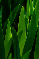 iris leaves sunset light Young bud flower Spring green Abstract background Amaryllis meadow. Flower garden  beautiful.