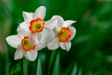 Obraz premium Closeup white daffodil flower Cupped Daffodil Carlton six petals yellow orange trumpet-shape central corona. The delicate bright rich Beautiful Narcissus poeticus Tazetta garden sun garden.