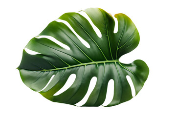 Tropical natural leaves Monstera on isolate background.