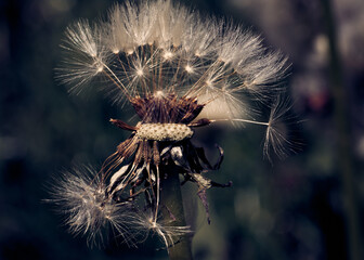 Dandelion with seeds. Kulbaba flower. Spring flower growing on a garden