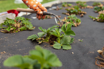 Old woman on orange gloves loosens the ground at a strawberry. Strawberry care in spring. Natural