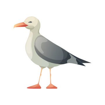 Seagull bird. Resting curious standing sea bird. Vector illustration isolated on white.