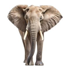 Fototapeta na wymiar elephant isolated on white background. elephant png. Generative AI.