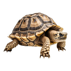 Obraz premium turtle isolated on white background. turtle png. Generative AI.