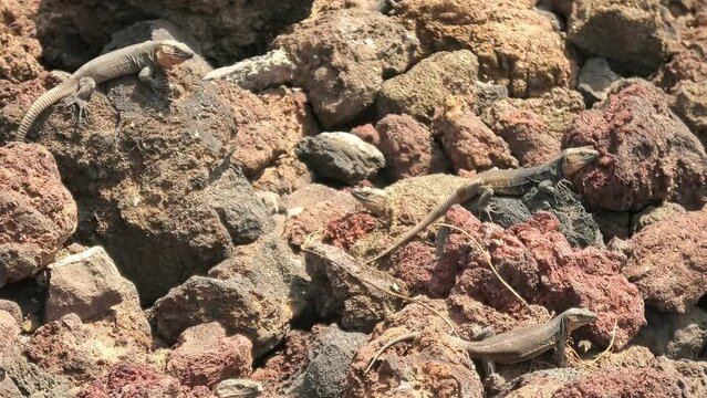 giant lizard Gallotia stehlini of Gran Canaria in Canary. Its reproduction, ecology, and evolution are subject of ongoing research, highlighting importance of studying island biology and biogeography.