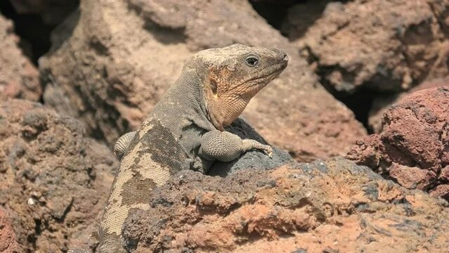 conservation status of giant lizard Gallotia stehlini is threatened due to Canary habitat destruction, emphasizing the need for protected areas to ensure the survival of this magnificent species.