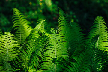 Green wild ferns leaves in the setting sun and shadows in the forest