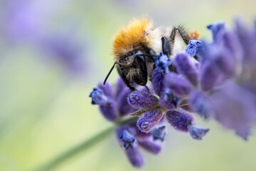 Insekten