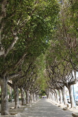 Old tree-lined avenue in Trapani on Sicily at Mediterranean Sea, Italy