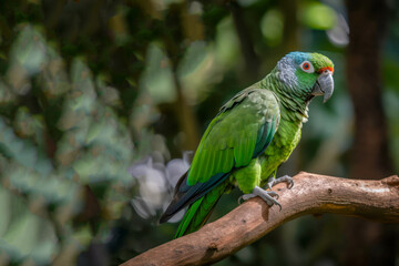 Fototapeta premium Blue and yellow, endangered Hyacinth Macaw (parrot) perched on a tree branch