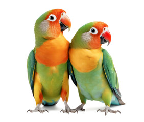 Fototapeta na wymiar two cute green and red / orange lovebirds standing clowe to each other curiously looking in the same direction expecting something to come, isolated tropical or pet macaw parrot element, generative AI