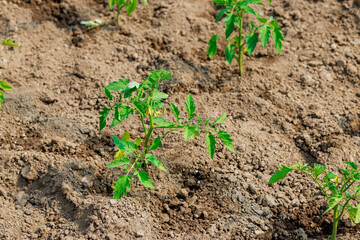 Growing young tomato seedlings in soil of greenhouse