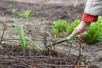 Woman's hand loosen soil garden bed with chopper tool. Gardener woman planting seeds in spring garden. Home gardening.