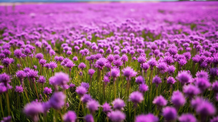 Fototapeta premium Purple chives field Illustration AI Generative.