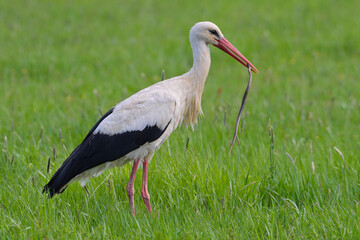 Adult White stork Ciconia ciconia with caught viper Vipera berus , natural spring green meadow background
