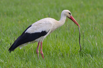 Adult White stork Ciconia ciconia with caught viper Vipera berus , natural spring green meadow...