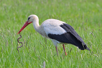 Adult White stork Ciconia ciconia with caught viper Vipera berus , natural spring green meadow...