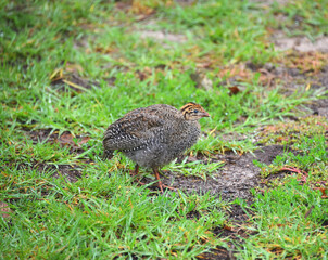 BIRDS- Africa- Close Up of a Tiny Cute Colorful Wild Guineafowl Chick