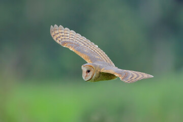 Barn-Owl
