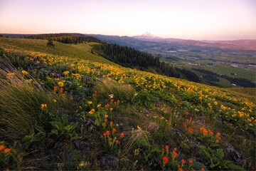 field of wildflowers in Oregon