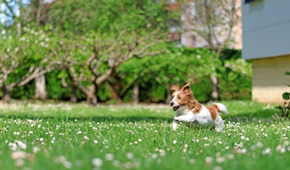 A puppy playing in a garden