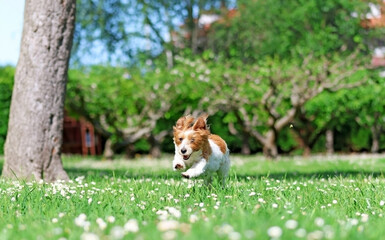 A puppy playing in a garden