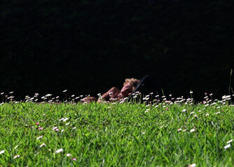 Silhouette of a woman sleeping behind a field of daisies