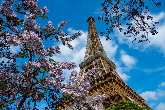 The Eiffel Tower in Paris between trees