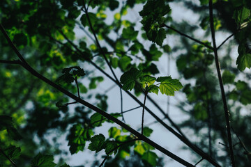 leaves against the sky