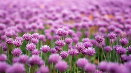 Fototapeta premium Purple chives field Illustration AI Generative.