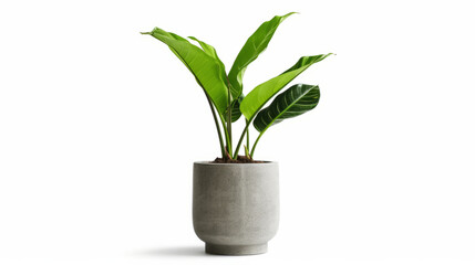 Fototapeta na wymiar Banana plant in flowerpot. Illustration AI Generative.