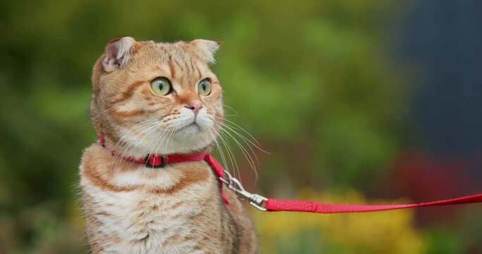 Cute red cat walks on the lawn on a leash