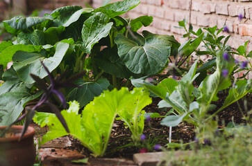 Growing some vegetables at home in an urban kitchen garden.