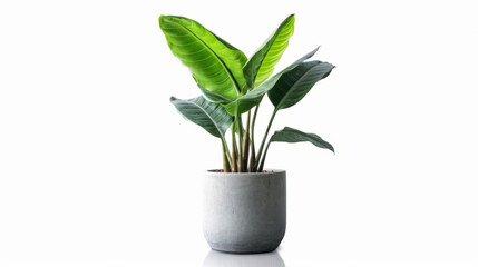 Fototapeta na wymiar Banana plant in flowerpot. Illustration AI Generative.