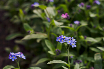 blue forget me not flowers in the garden with close up