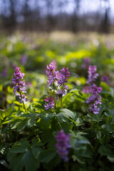 Hollow smokestack (Corydalis cava), spring forest, Southern Moravia, Czech Republic