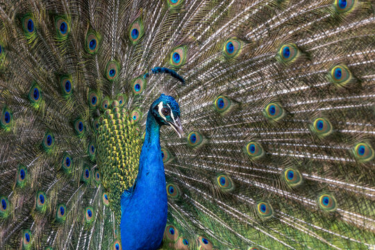 Closeup Image of a peacock dancing with its open feathers