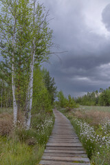 Obraz premium Peat bog near Soumarsky most (Soumarske raseliniste), Nation park Sumava, Czech Republic