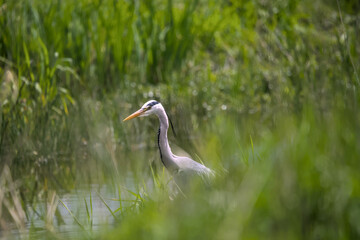 Fototapeta premium great silver egret in the water 