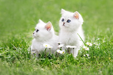 Two cute white kittens sitting on the lawn