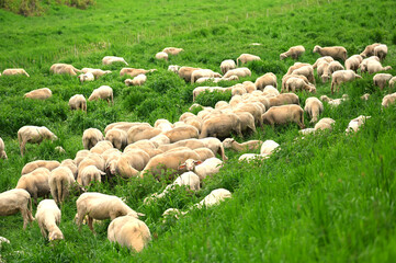 A herd of white and wooly sheep in the meadow
