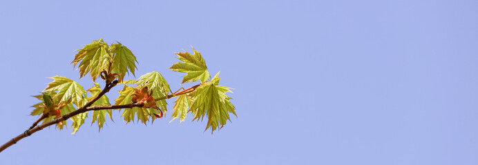 Green leaves of the maple tree against a blue sky. Springtime nature awakening background. Web banner with copy space