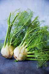Fennel bulbs in natura on a gray surface © Luca