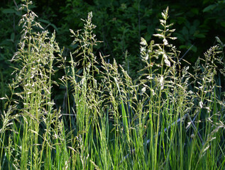Obraz premium Poa grows in the meadow among wild grasses.