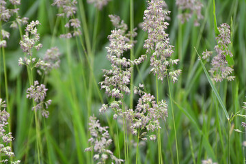 Poa grows in the meadow among wild grasses.