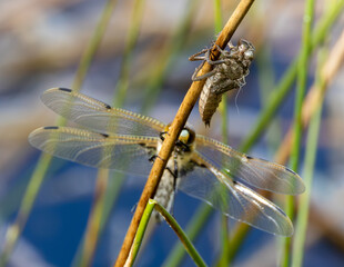 Hairy dragonfly just after emerging from its case.